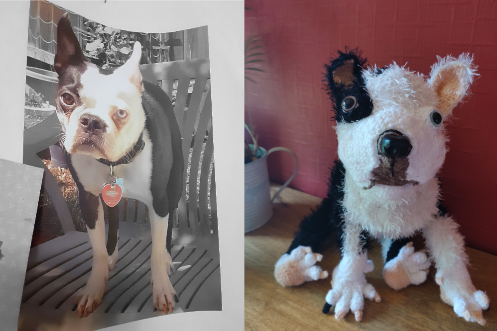 A photo of a black and white Boston Terrier with a white face, bar the black over his left eye (facing the camera) and ear. On that side of his face the eye is brown, while on the other, white side, it is blue. He has mainly white legs with pink nails, a black snout and some brown in his muzzle. The crochet toy version of the dog is on the right, also looking at the camera. It is sitting on a wooden surface next to a red wall.